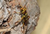 xylotrechus