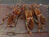 leptoglossus