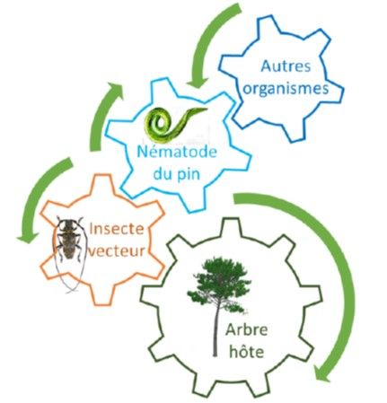 nematode